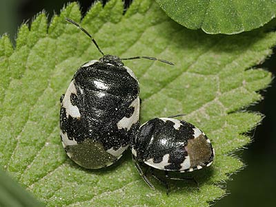 Tritomegas bicolor