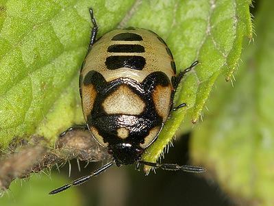 Tritomegas bicolor nymphs