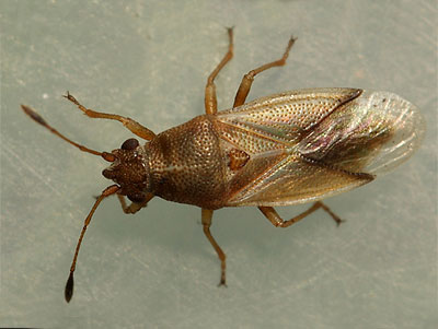 Cymus claviculus