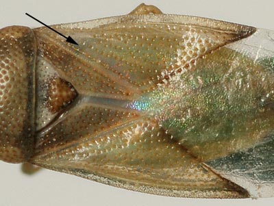detail of punctation
