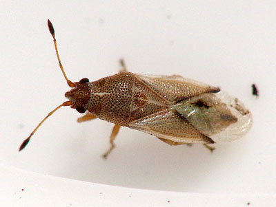 Cymus claviculus