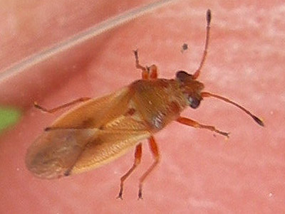Cymus melanocephalus