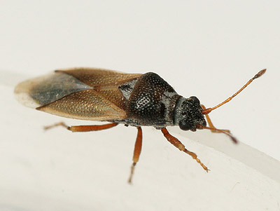 Cymus melanocephalus