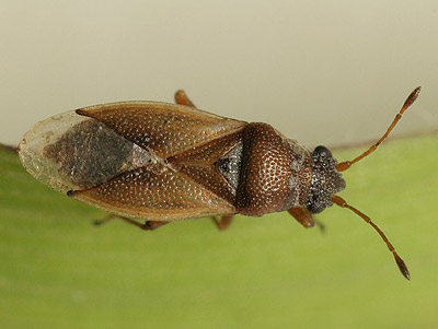 Cymus melanocephalus