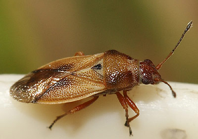 Cymus melanocephalus