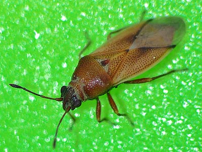 Cymus melanocephalus