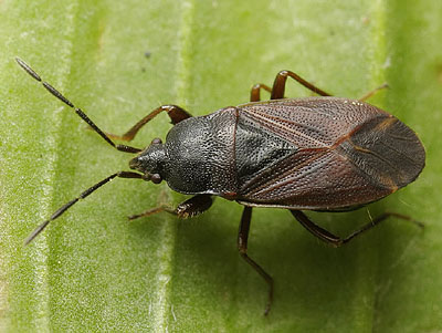 Drymus latus