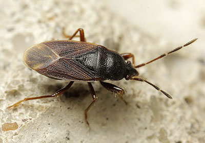 Drymus latus