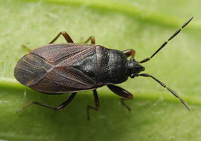 Drymus latus
