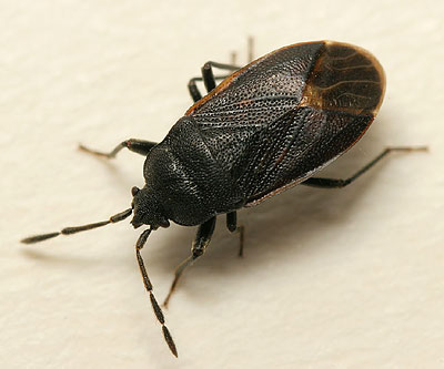 Drymus ryei