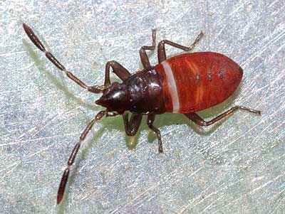 Gastrodes grossipes nymph