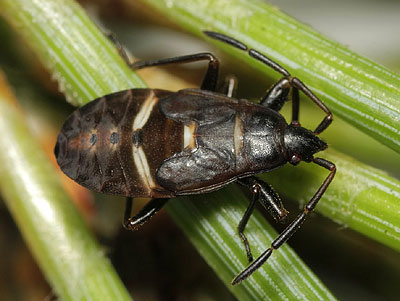 Gastrodes grossipes nymph
