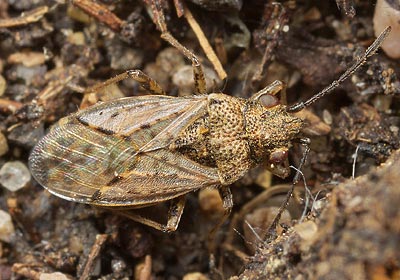 Nysius ericae