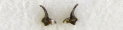 Nysius ericae male parameres