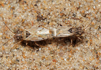 Nysius thymi