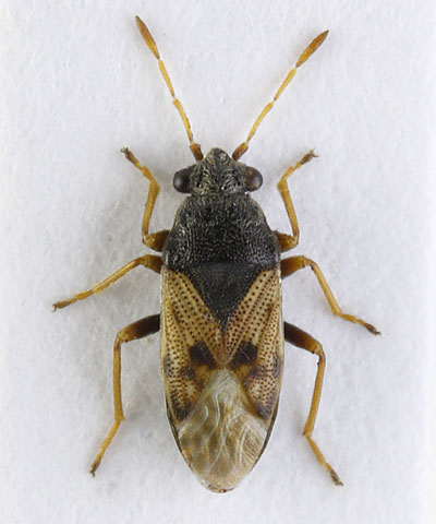 Acompus pallipes