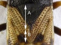 Acompus pallipes