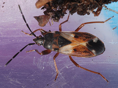 Eremocoris abietis