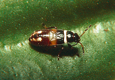 Heterogaster artemesiae