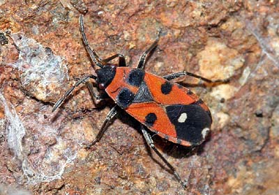 Horvathiolus superbus