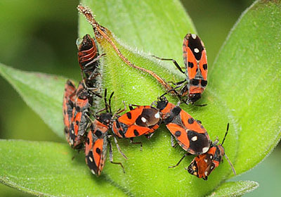 Horvathiolus superbus