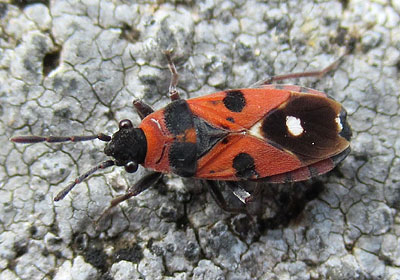 Horvathiolus superbus