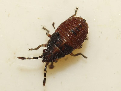 Kleidocerys ericae nymph