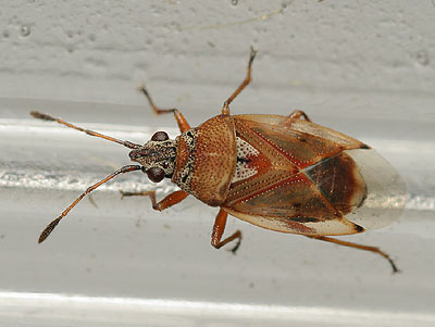 Kleidocerys ericae