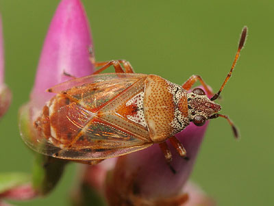 Kleidocerys ericae