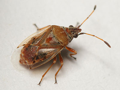 Kleidocerys ericae