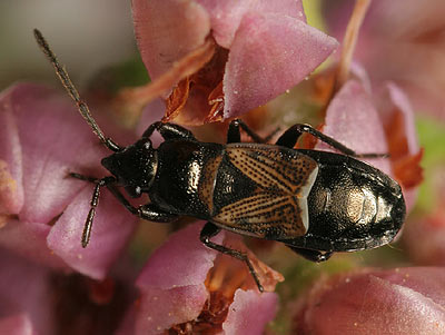Macrodema micropterum