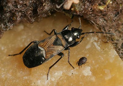 Macrodema micropterum