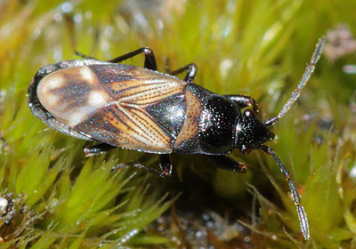 Macrodema micropterum