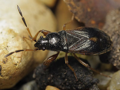 Megalonotus antennatus