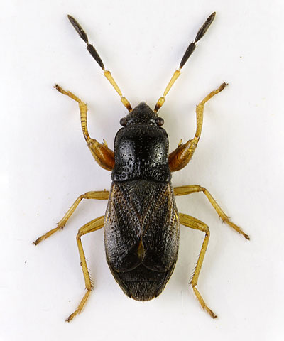 Megalonotus antennatus