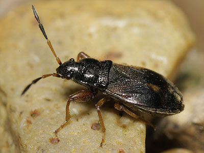 Megalonotus antennatus