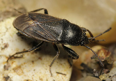 Megalonotus chiragra