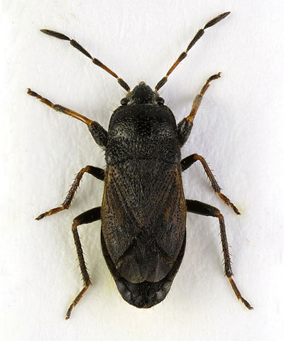 Megalonotus chiragra