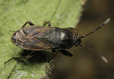 Megalonotus chiragra