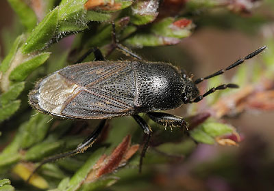 Megalonotus chiragra