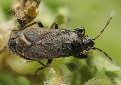 Megalonotus chiragra