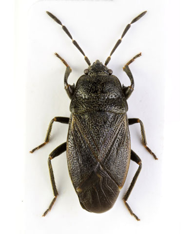 Megalonotus dilatatus