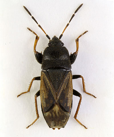 Megalonotus emarginatus