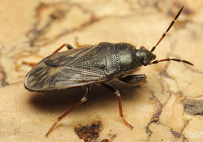 Megalonotus emarginatus