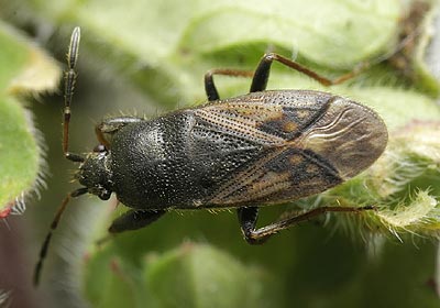 Megalonotus emarginatus