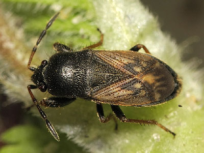 Megalonotus sabulicola