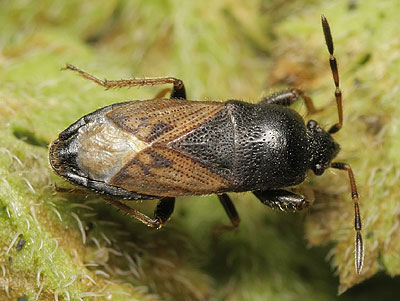 Megalonotus sabulicola