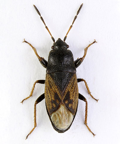Megalonotus sabulicola