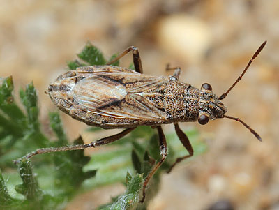 Ortholomus punctipennis