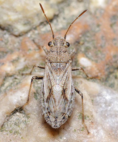 Ortholomus punctipennis
